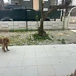 Ege *