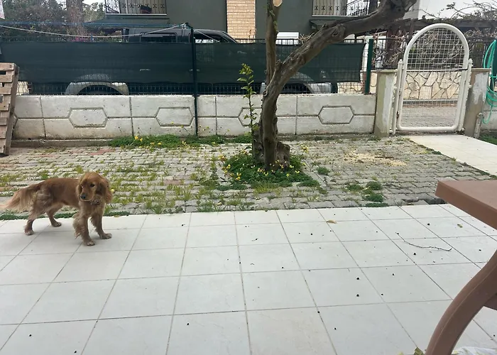 Ege *